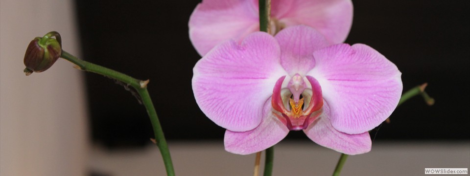 Orchid